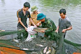 Gia Minh tập trung phát triển nuôi trồng thủy sản