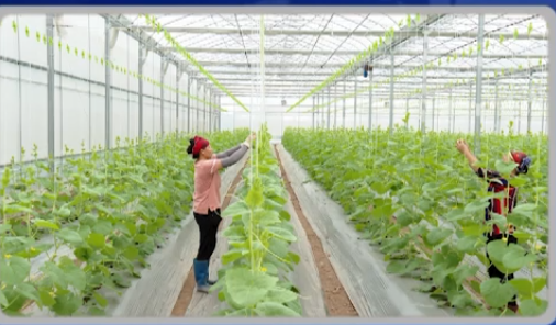 Nâng cao hiệu quả hoạt động của các hợp tác xã kiểu mới.