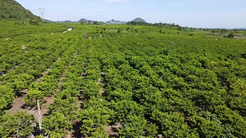 Phong trào thi đua lao động sản xuất ở các hợp tác xã