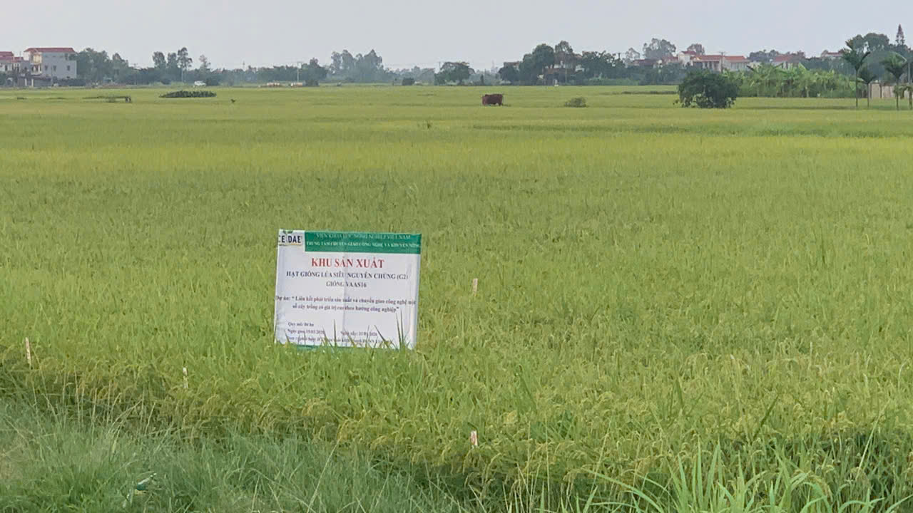 Niềm vui trên cánh đồng lúa mới ở Yên Bình