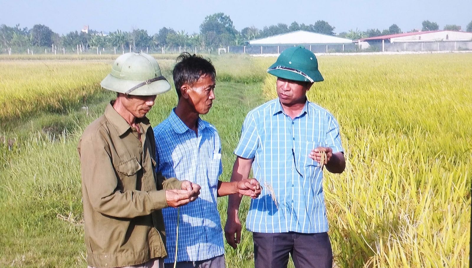HỢP TÁC XÃ DỊCH VỤ NÔNG NGHIỆP LA SƠN SẴN SÀNG VÀO VỤ HÈ THU