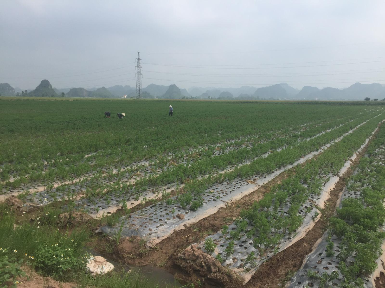 Mô hình cỏ ngọt tại Hợp tác xã nông nghiệp Thắng Thành