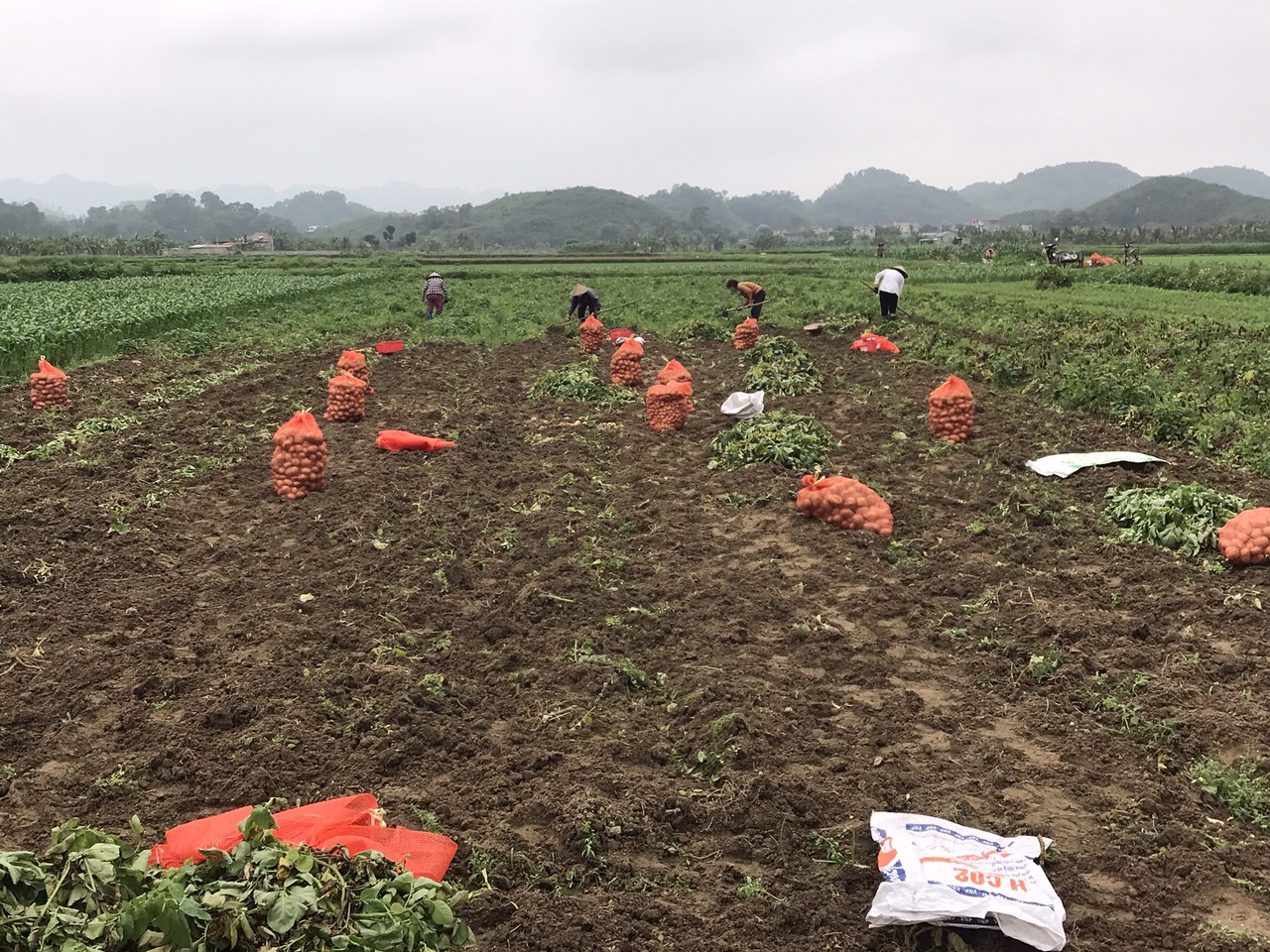 Bà con HTX NN Nam Thành – xã Yên Thành phấn khởi vụ khoai tây được mùa.
