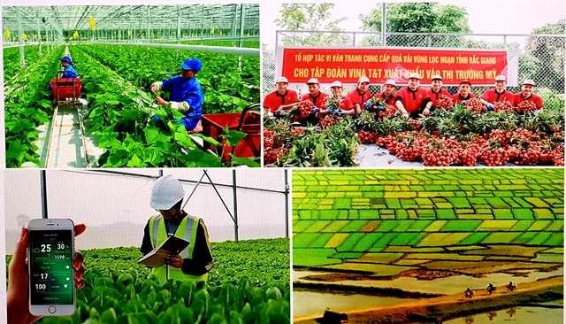 Tổ chức sản xuất là theo chuỗi giá trị nông sản, liên kết chặt chẽ giữa doanh nghiệp, hợp tác xã với người nông dân