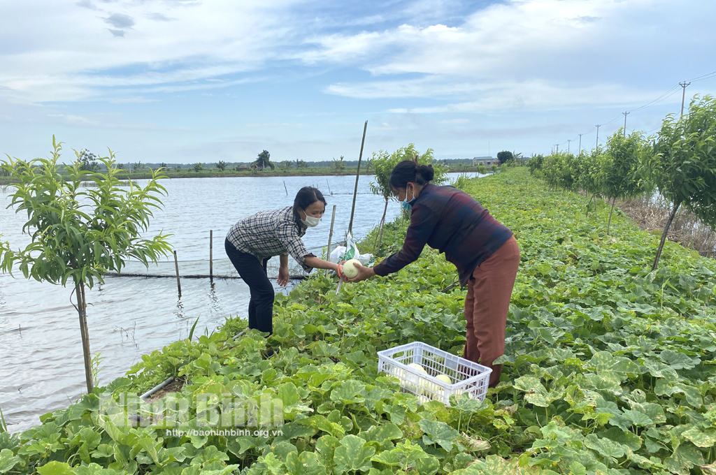 Nông dân Kim Sơn mở rộng diện tích trồng dưa theo hướng an toàn