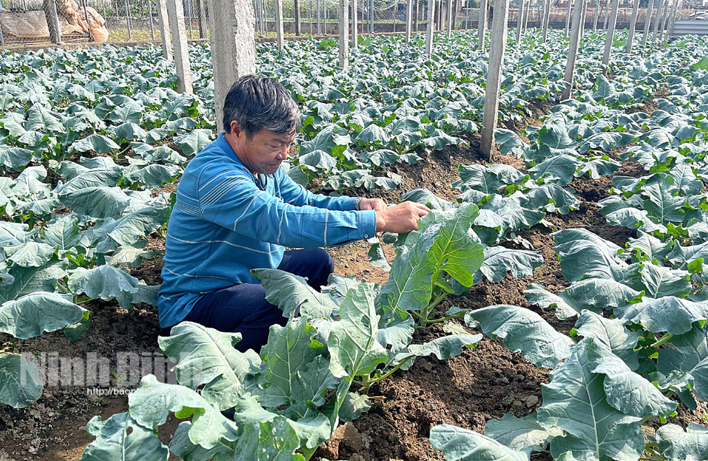 Nông dân Khánh Hồng tích cực chăm sóc rau màu phục vụ Tết