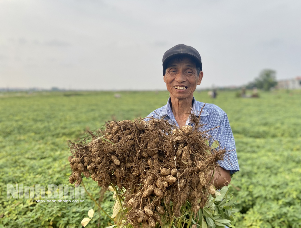 Nông dân Yên Khánh phấn khởi thu hoạch lạc xuân