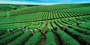 Hợp tác xã có vai trò quan trọng trong phát triển nông nghiệp
