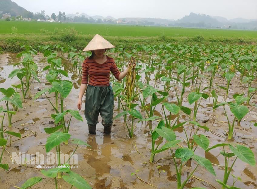 Yên Đồng giúp nông dân yên tâm gắn bó với sản xuất nông nghiệp