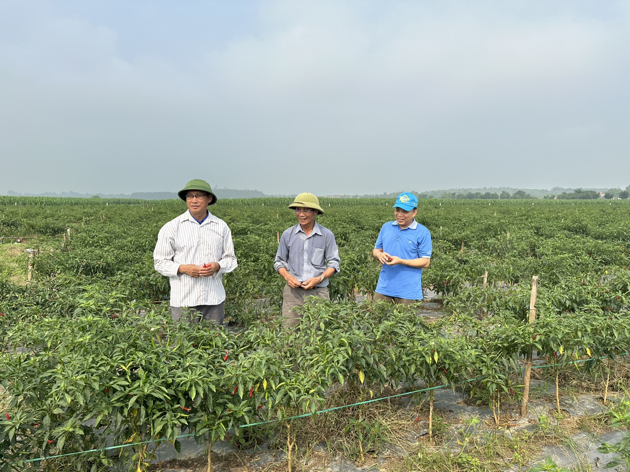 Phó Chủ tịch Liên minh HTX tỉnh thăm mô hình trồng ớt tại Sơn Lai